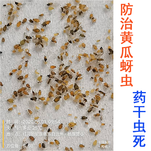 黄瓜防治西瓜蚜虫