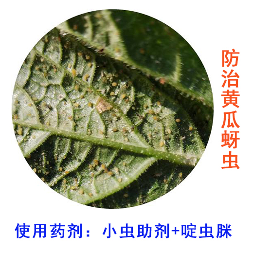 黄瓜防治西瓜蚜虫