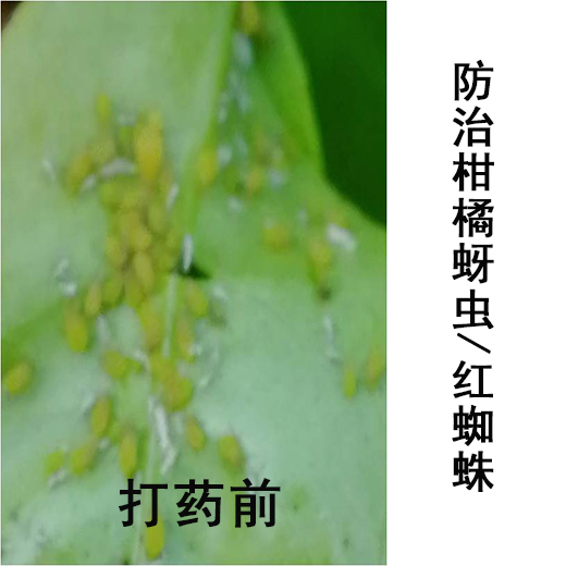 打药前