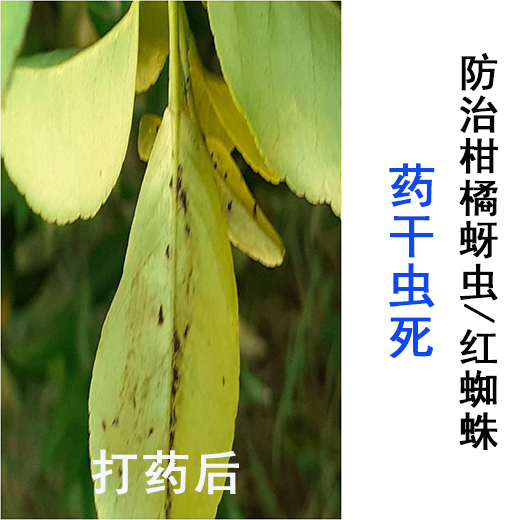 药干虫死