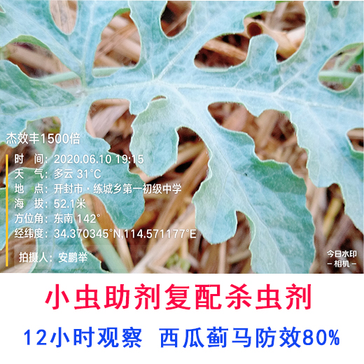 小虫助剂防治西瓜蓟马