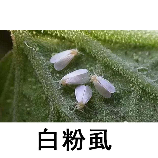 白粉虱.jpg 白粉虱.jpg