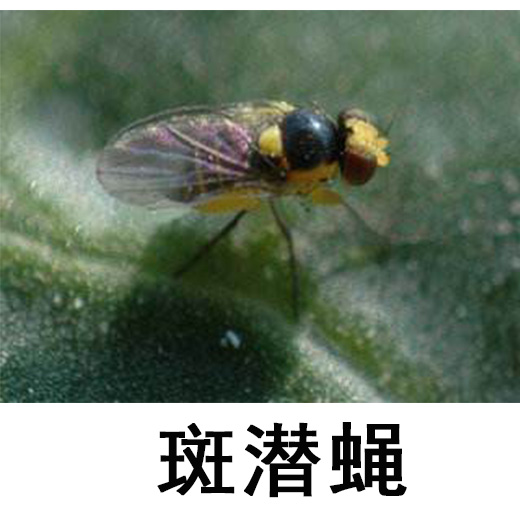 斑潜蝇.jpg 斑潜蝇.jpg