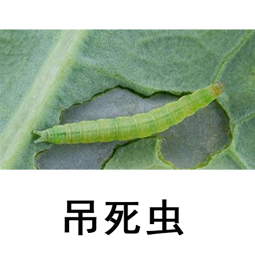 吊死虫.jpg 吊死虫.jpg