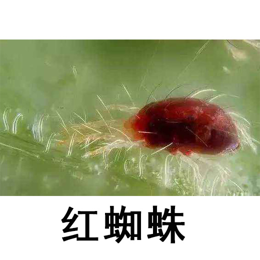 红蜘蛛.jpg 红蜘蛛.jpg