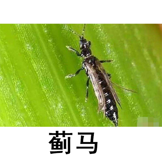 蓟马.jpg 蓟马.jpg