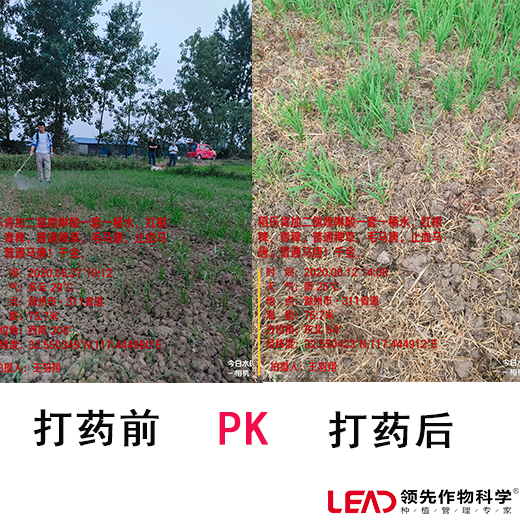 效果对比图 效果对比图