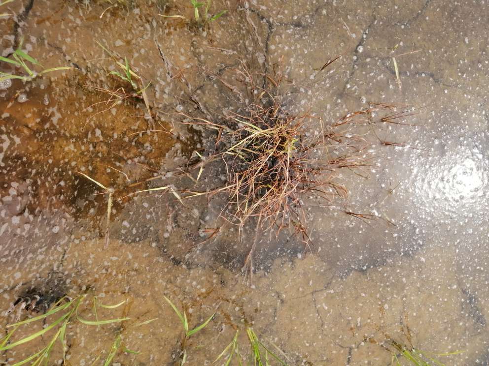 水稻田防治马唐 水稻田防治马唐