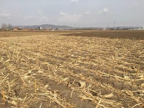 秸秆还田 秸秆还田