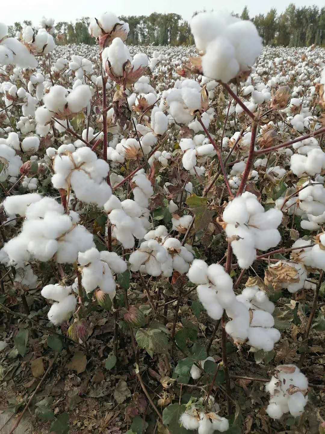 棉花.jpg 棉花.jpg