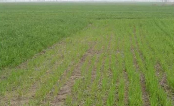 苗黄叶落.png 苗黄叶落.png