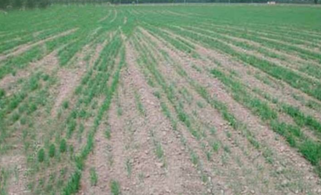 缺苗断垄.png 缺苗断垄.png