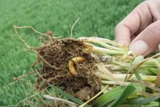 虫害.png 虫害.png