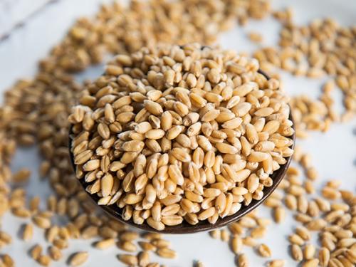 麦种.jpg 麦种.jpg