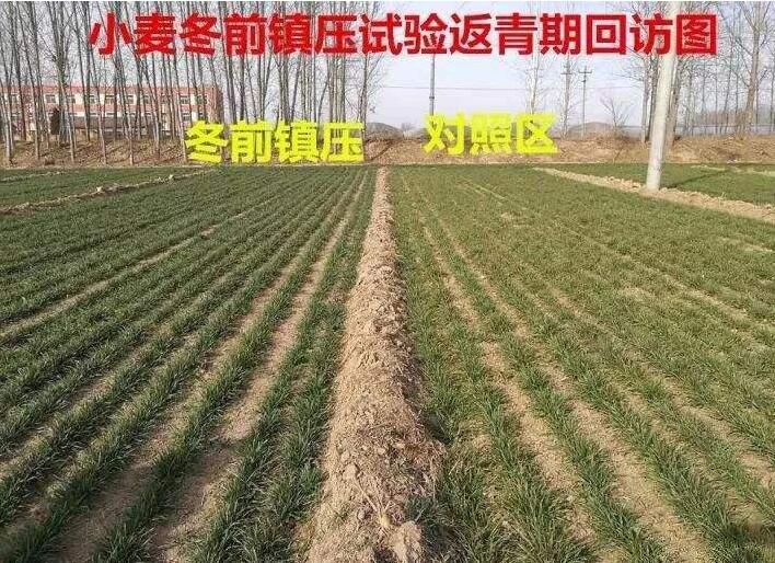 镇压对比 镇压对比