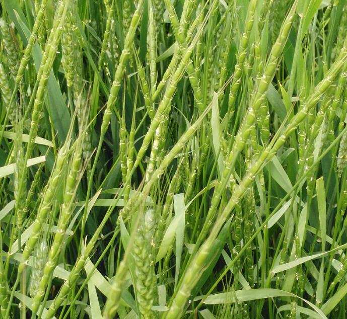 节节麦田间危害.jpg 节节麦田间危害.jpg