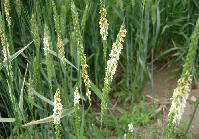 看麦娘.jpg 看麦娘.jpg