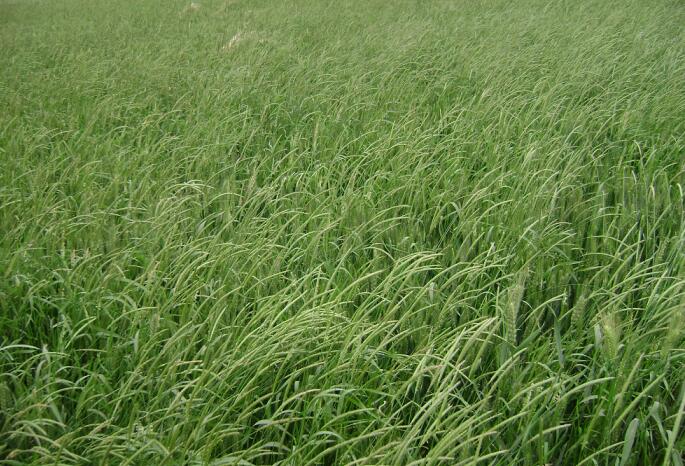 看麦娘田间图片.jpg 看麦娘田间图片.jpg