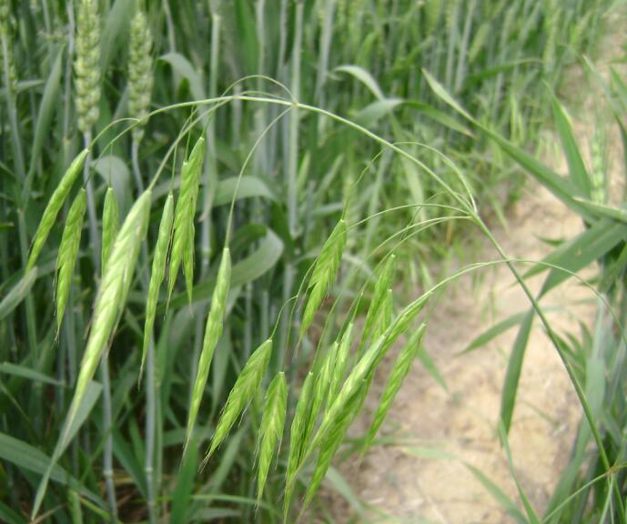 雀麦田间危害.jpg 雀麦田间危害.jpg