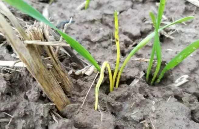 立针苗.png 立针苗.png