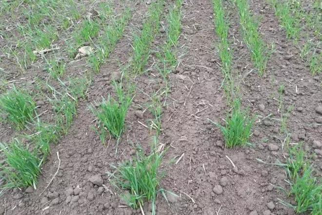 缺苗断垅.png 缺苗断垅.png