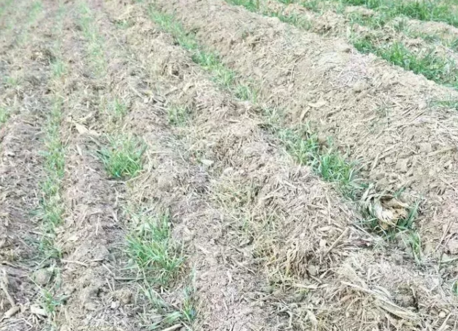 麦苗枯死.png 麦苗枯死.png