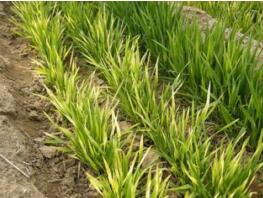 小麦发黄 小麦发黄