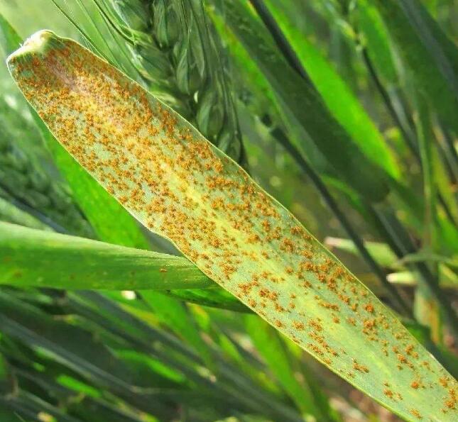叶锈病.jpg 叶锈病.jpg