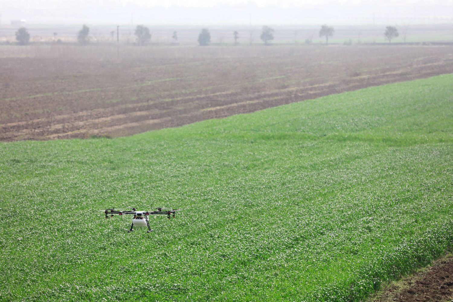 麦田除草剂 麦田除草剂