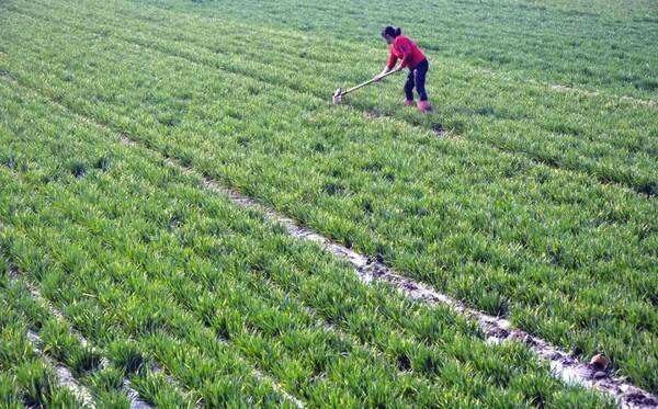 小麦浇灌 小麦浇灌