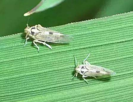 稻飞虱.png 稻飞虱.png