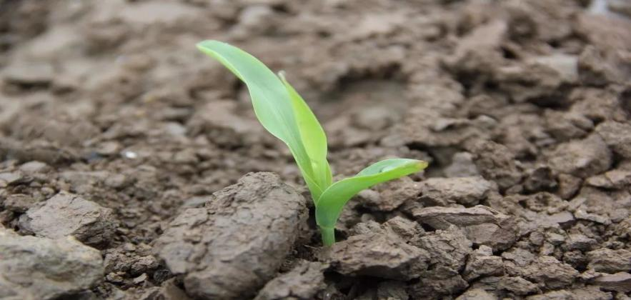 除草剂.png 除草剂.png