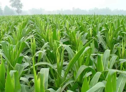 玉米顶腐病.png 玉米顶腐病.png