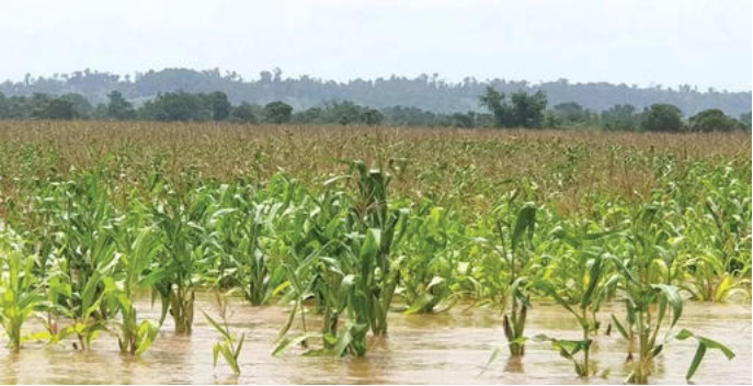 洪涝灾害下的玉米.png 洪涝灾害下的玉米.png