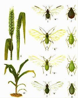 蚜虫.png 蚜虫.png