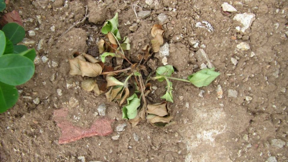 花生地下害虫.png 花生地下害虫.png