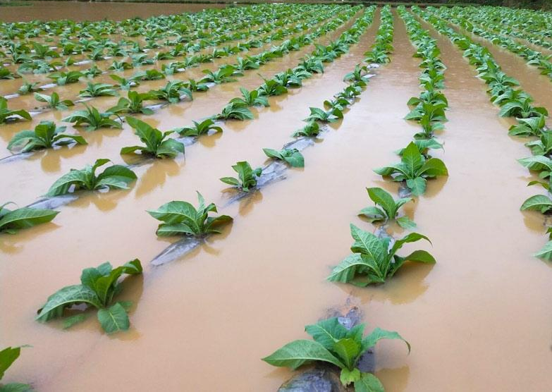 被淹作物.png 被淹作物.png