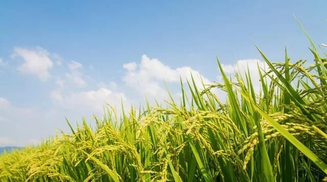 水稻.png 水稻.png