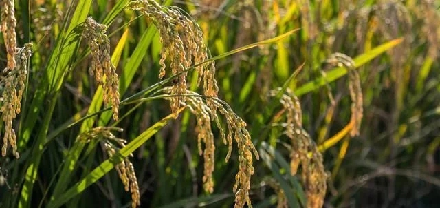 穗瘟.png 穗瘟.png