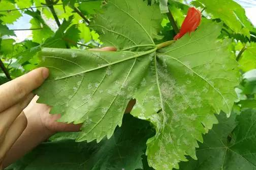 霜霉病.png 霜霉病.png