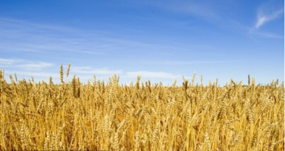 小麦.png 小麦.png