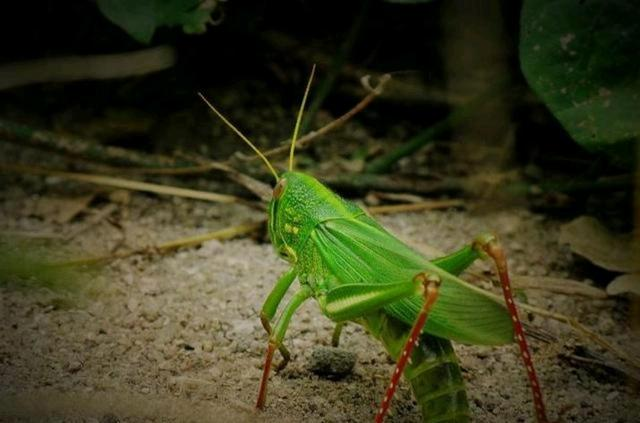 玉米螟.png 玉米螟.png