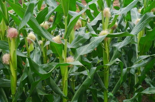 玉米.png 玉米.png