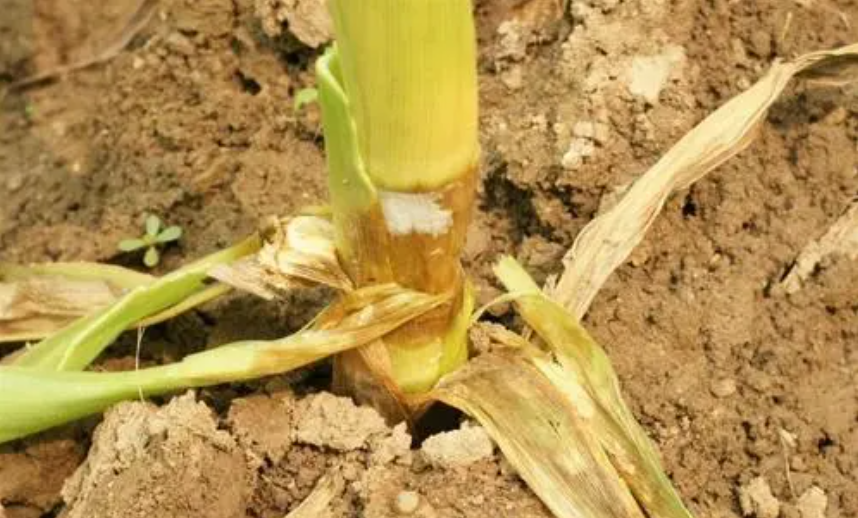 玉米茎基腐病.png 玉米茎基腐病.png