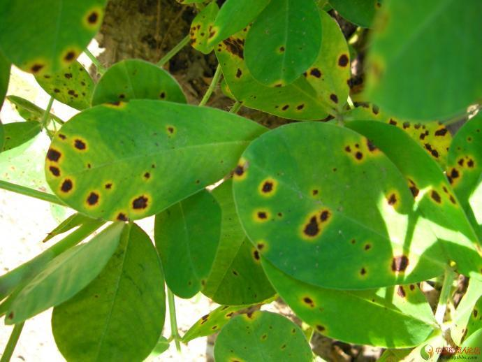 花生叶斑病.png 花生叶斑病.png