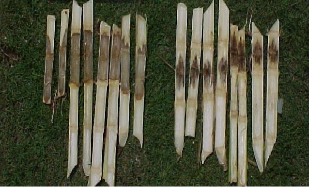 玉米茎基腐病.png 玉米茎基腐病.png