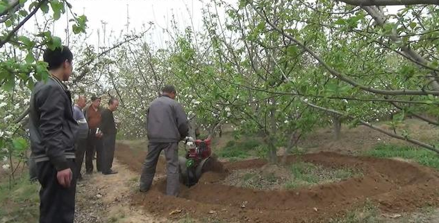 果树底肥.png 果树底肥.png