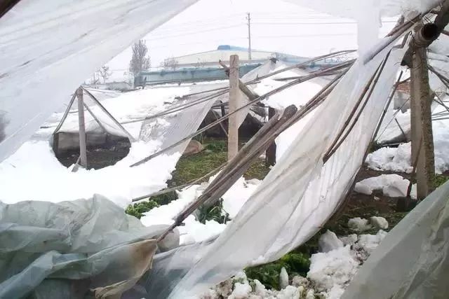 大棚遇到大雪怎么办 大棚遇到大雪怎么办