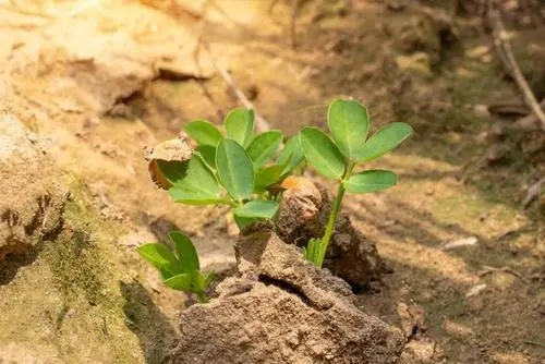 花生拌种剂.webp.jpg 花生拌种剂.webp.jpg