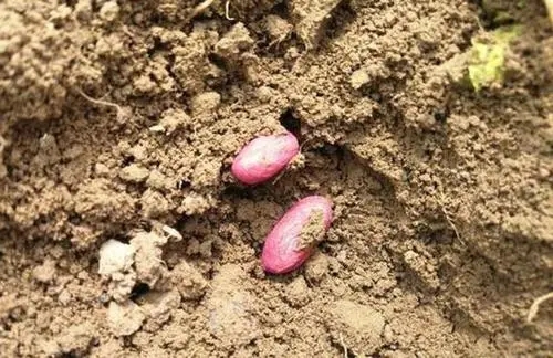 花生拌种剂.webp.jpg 花生拌种剂.webp.jpg